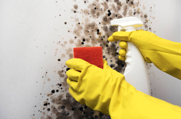 Best Industrial Mold Remediation in Baldwin, NY