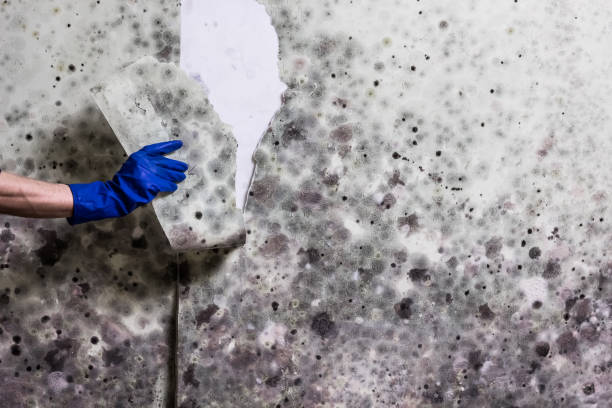 Baldwin, NY Mold Remediation Company